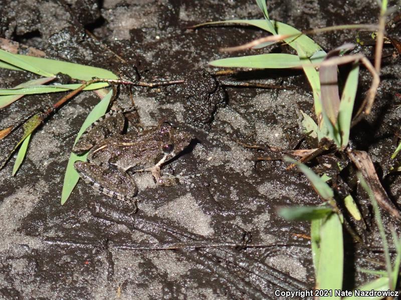 Florida Cricket Frog (Acris gryllus dorsalis)
