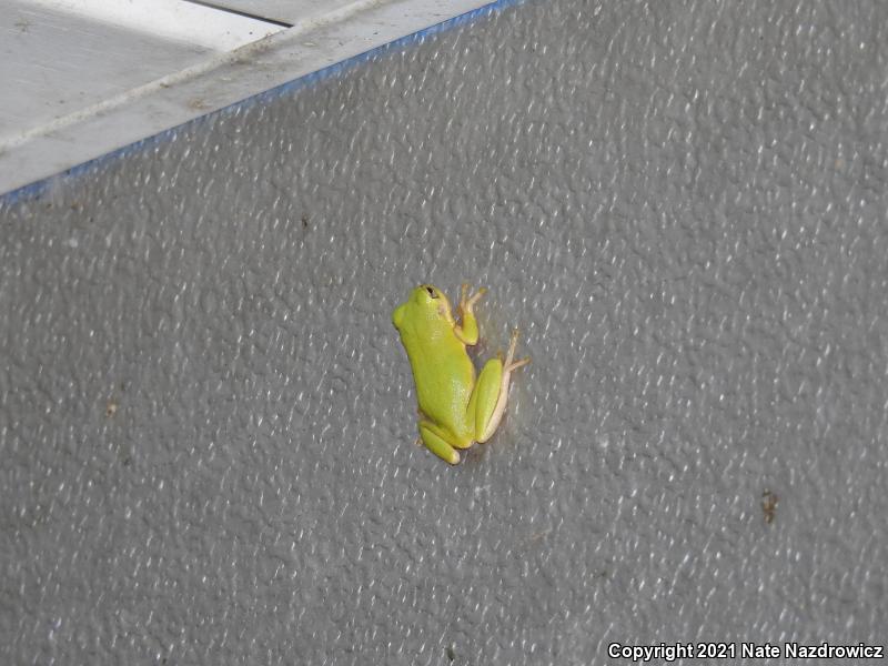 Squirrel Treefrog (Hyla squirella)