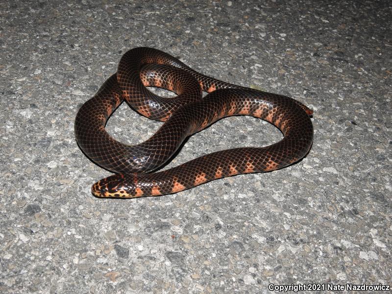 Eastern Mudsnake (Farancia abacura abacura)