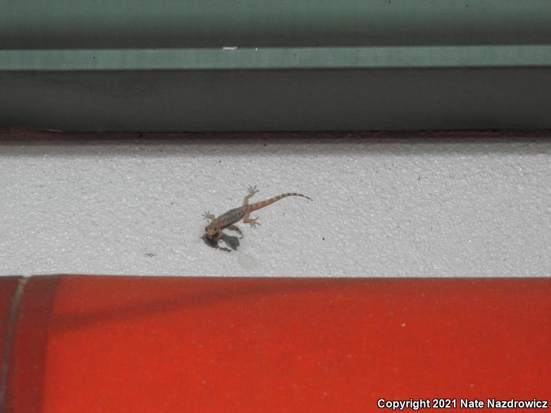 Mediterranean House Gecko (Hemidactylus turcicus)