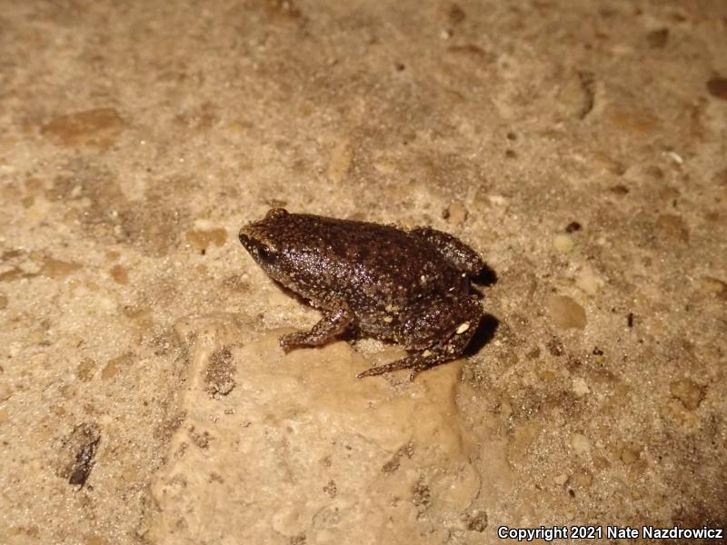 Eastern Narrow-mouthed Toad (Gastrophryne carolinensis)