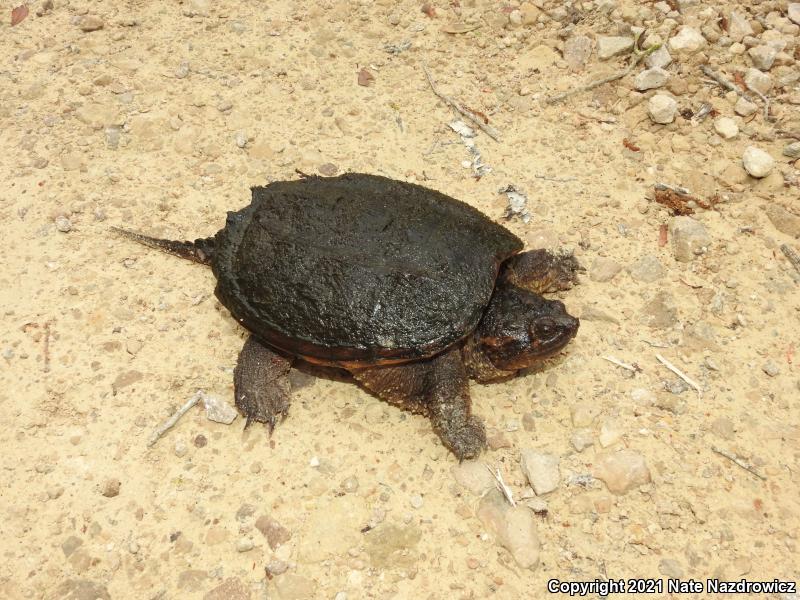 Snapping Turtle (Chelydra serpentina)