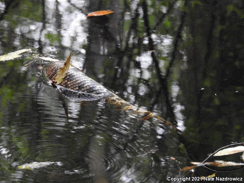 Florida Cottonmouth (Agkistrodon piscivorus conanti)