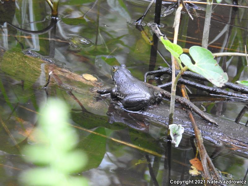 American Bullfrog (Lithobates catesbeianus)