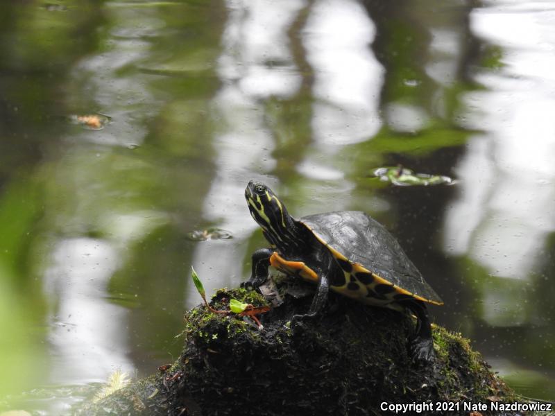 River Cooter (Pseudemys concinna)