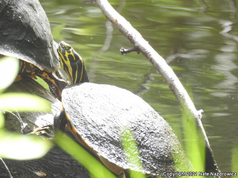 River Cooter (Pseudemys concinna)