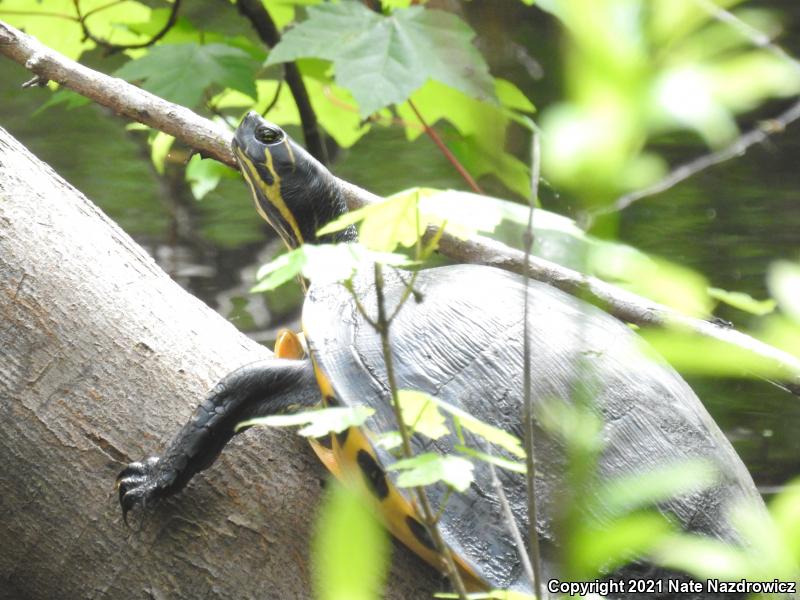 River Cooter (Pseudemys concinna)