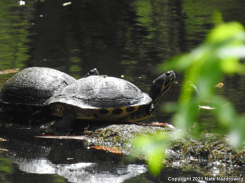 Yellow-bellied Slider (Trachemys scripta scripta)