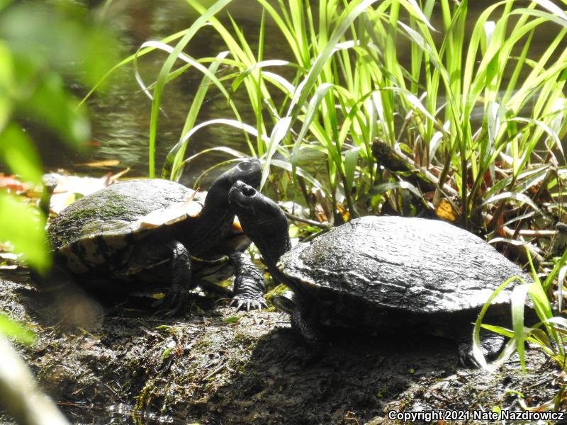 Yellow-bellied Slider (Trachemys scripta scripta)