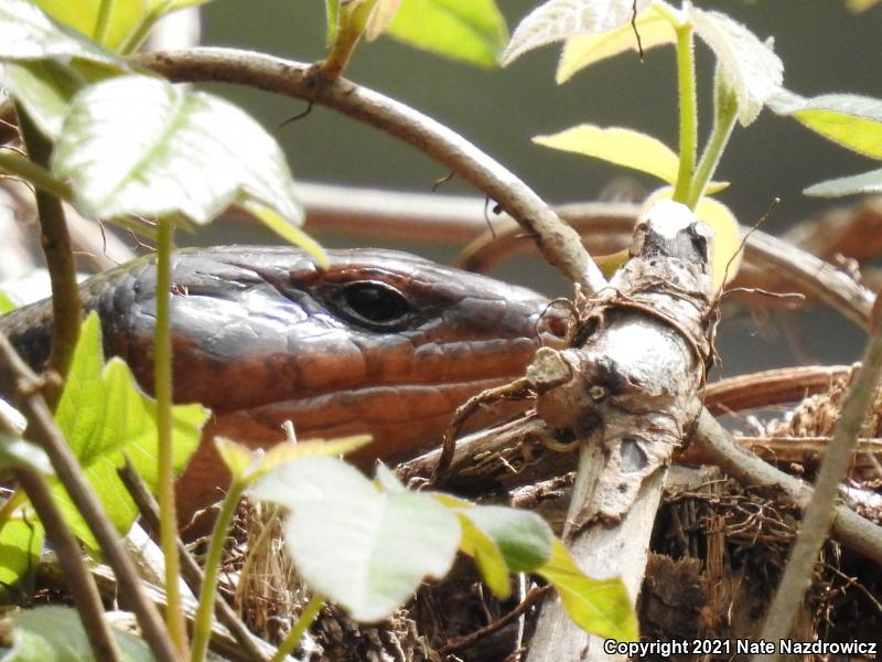 Broadhead Skink (Plestiodon laticeps)