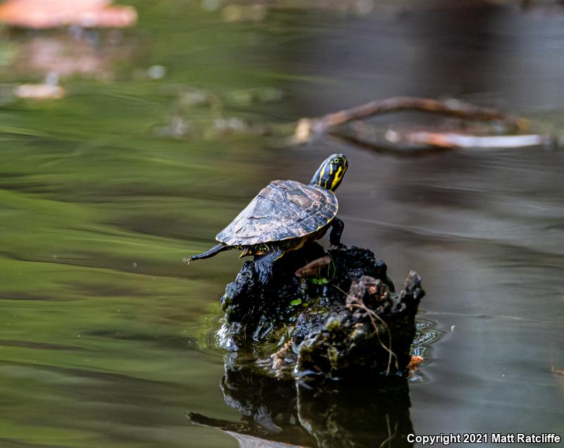 Eastern River Cooter (Pseudemys concinna concinna)