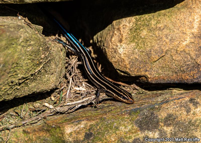 Five-lined Skink (Plestiodon fasciatus)