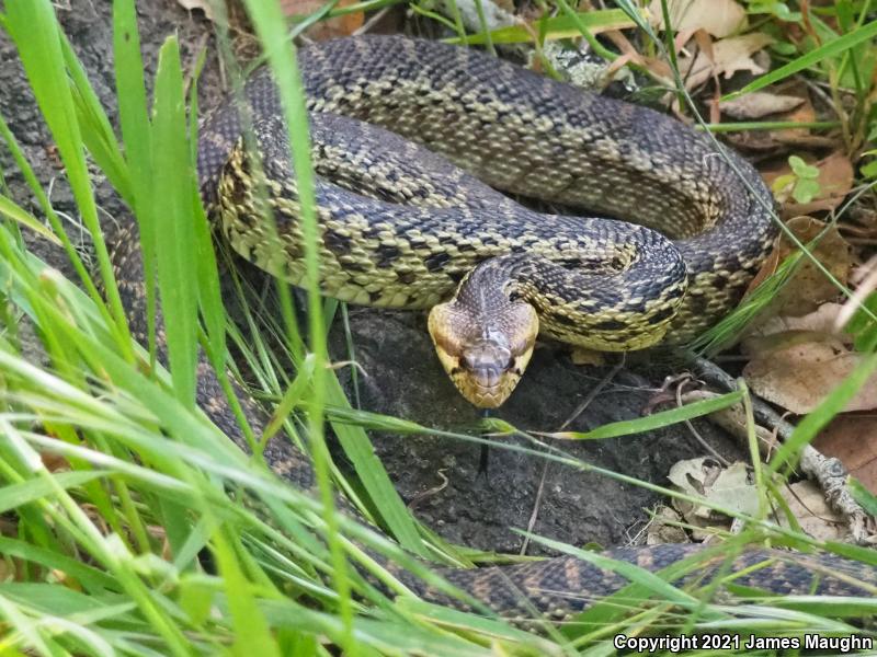 Pacific Gopher Snake (Pituophis catenifer catenifer)