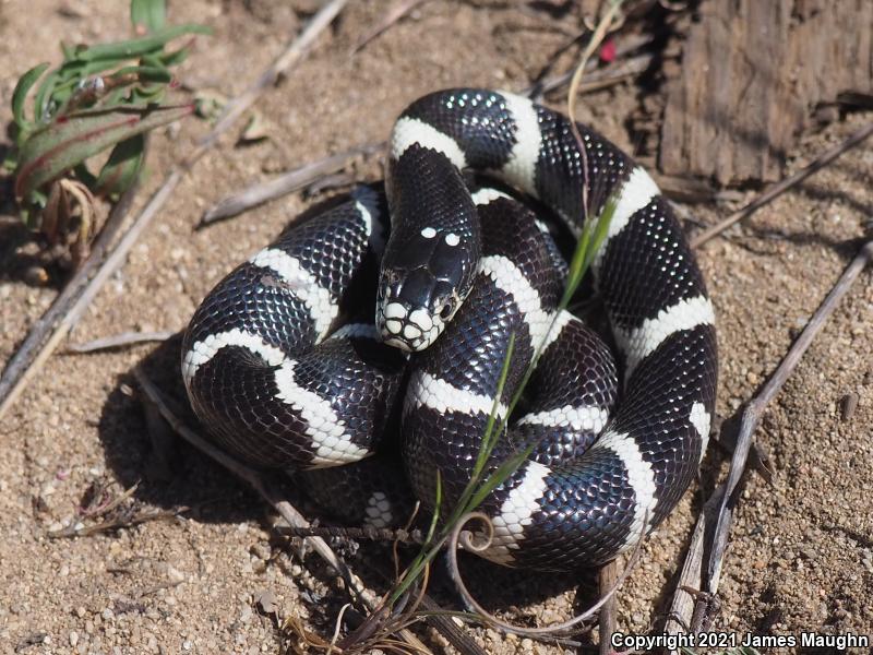 California Kingsnake (Lampropeltis getula californiae)