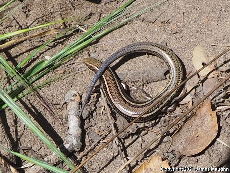 Western Skink (Plestiodon skiltonianus skiltonianus)