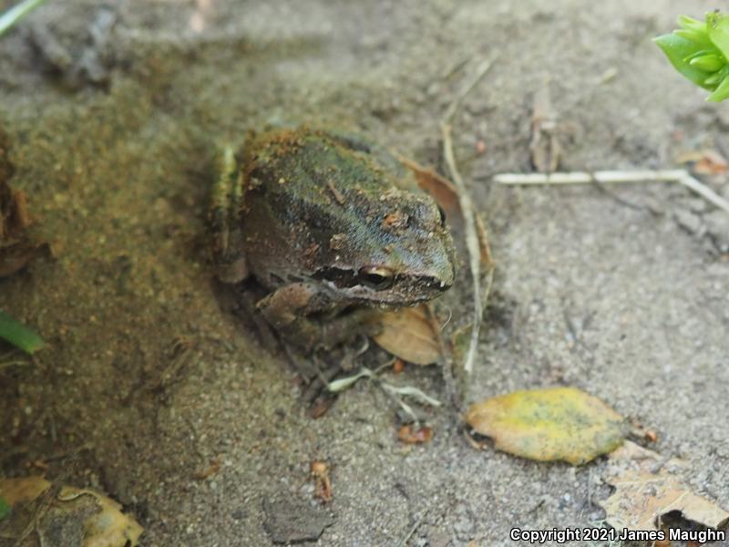 Sierran Treefrog (Pseudacris sierra)