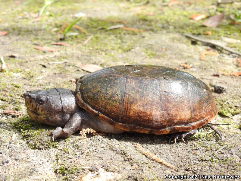 Loggerhead Musk Turtle (Sternotherus minor minor)