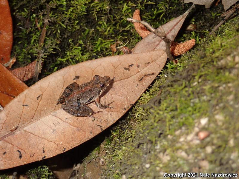 Florida Cricket Frog (Acris gryllus dorsalis)