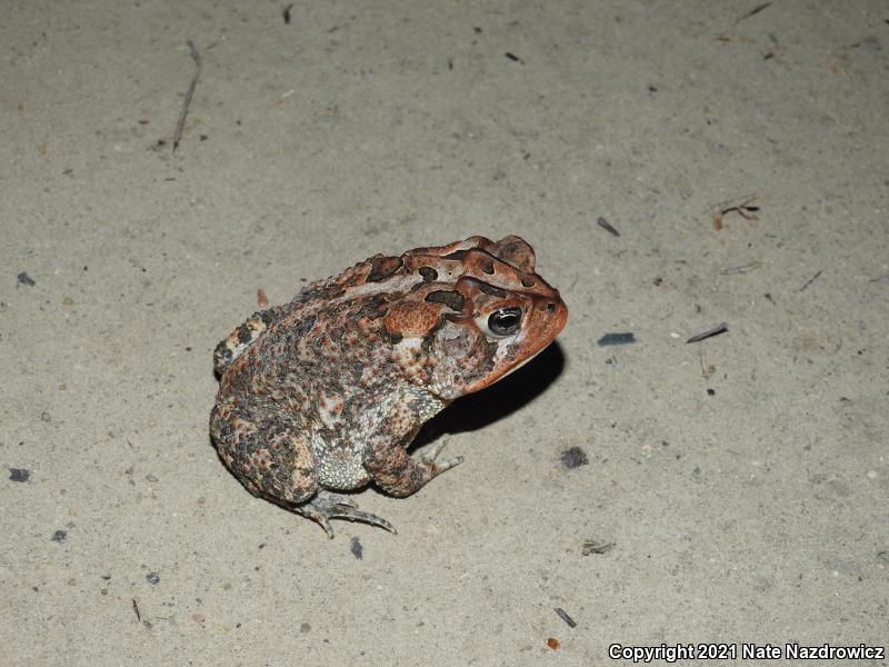 Southern Toad (Anaxyrus terrestris)