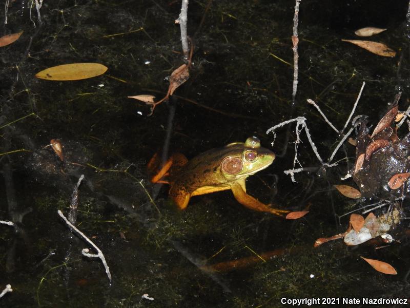 Pig Frog (Lithobates grylio)