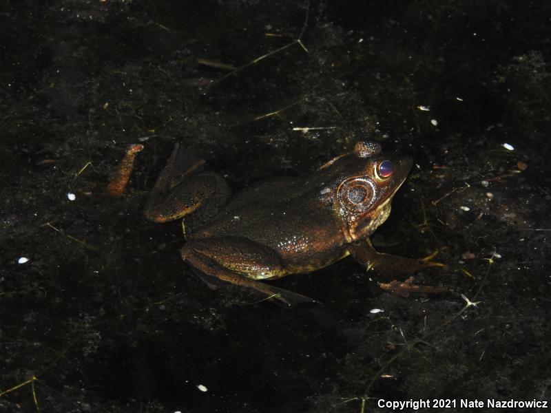 Pig Frog (Lithobates grylio)