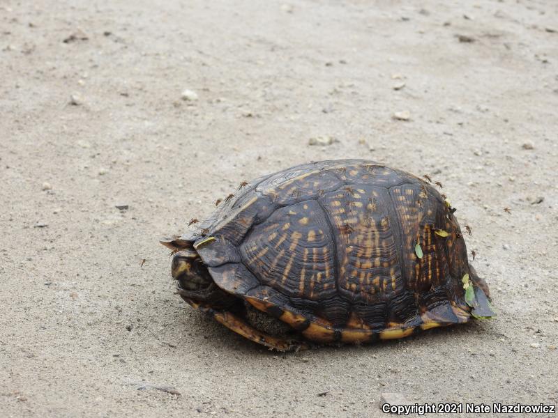 Gulf Coast Box Turtle (Terrapene carolina major)