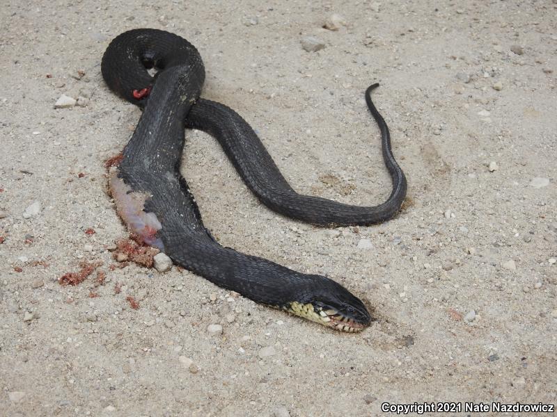 Banded Watersnake (Nerodia fasciata fasciata)