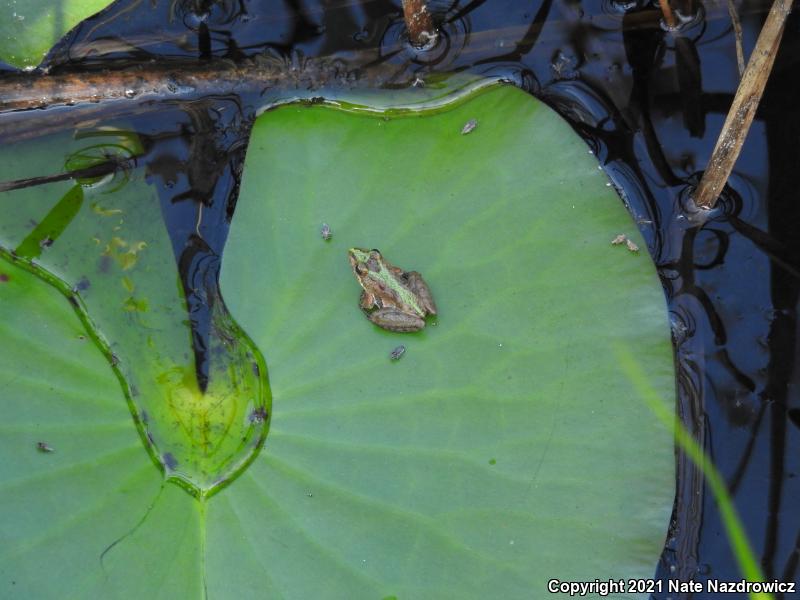 Florida Cricket Frog (Acris gryllus dorsalis)