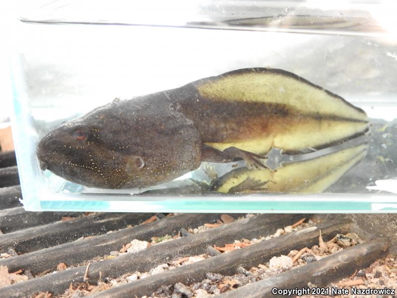 River Frog (Lithobates heckscheri)