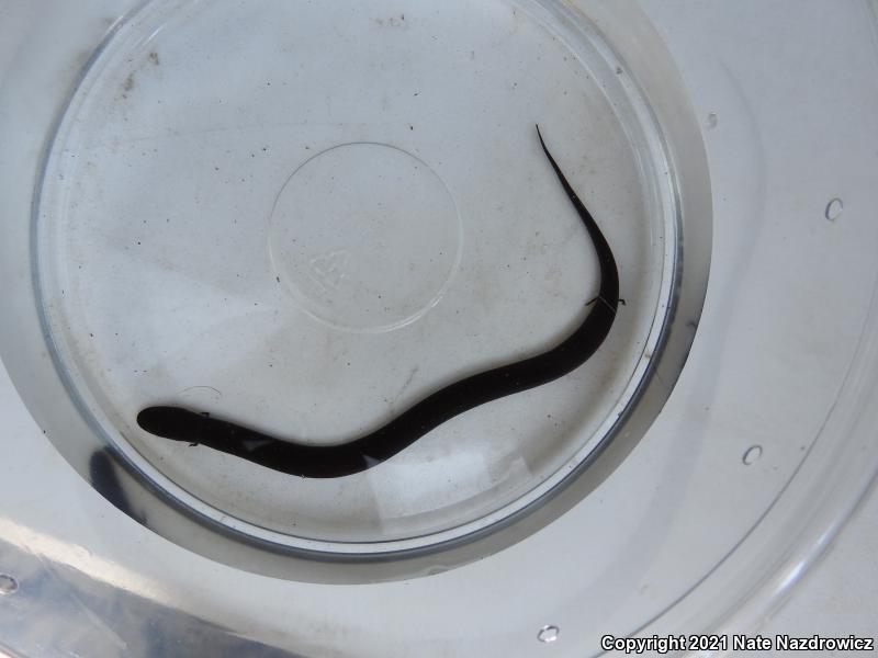 Two-toed Amphiuma (Amphiuma means)