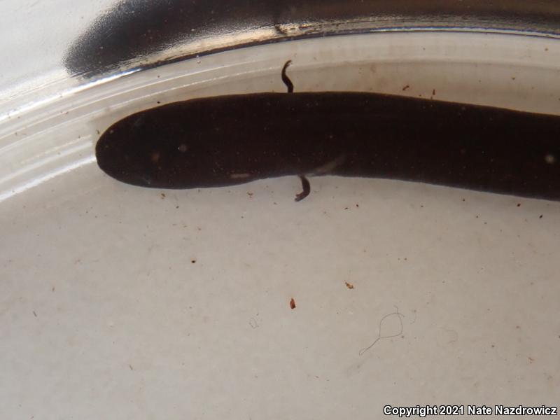 Two-toed Amphiuma (Amphiuma means)