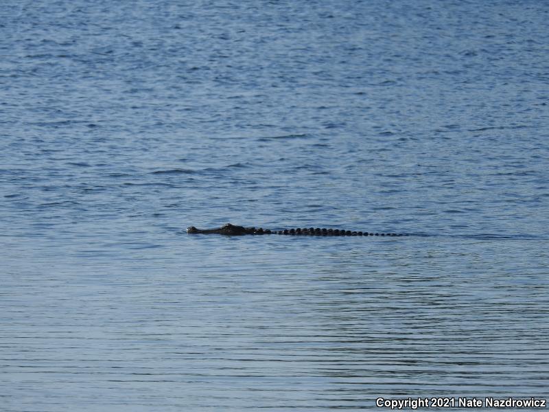 American Alligator (Alligator mississippiensis)