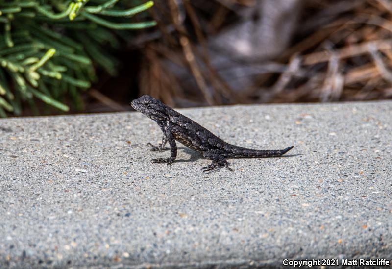 Eastern Fence Lizard (Sceloporus undulatus)