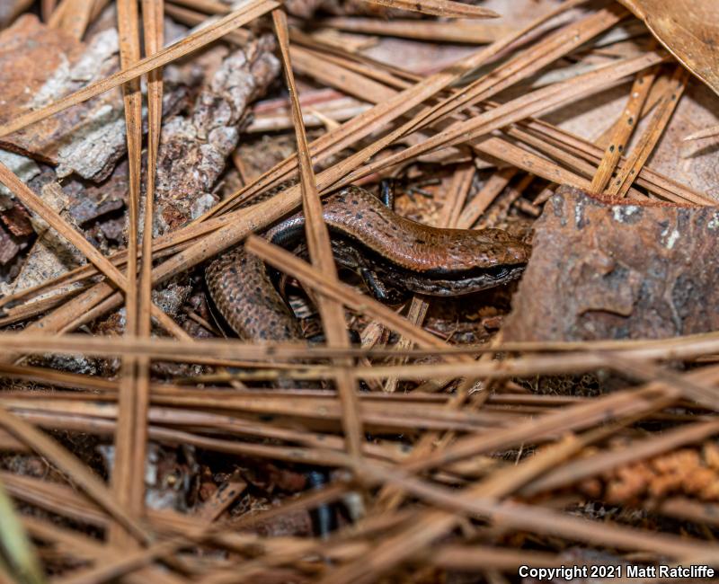 Little Brown Skink (Scincella lateralis)