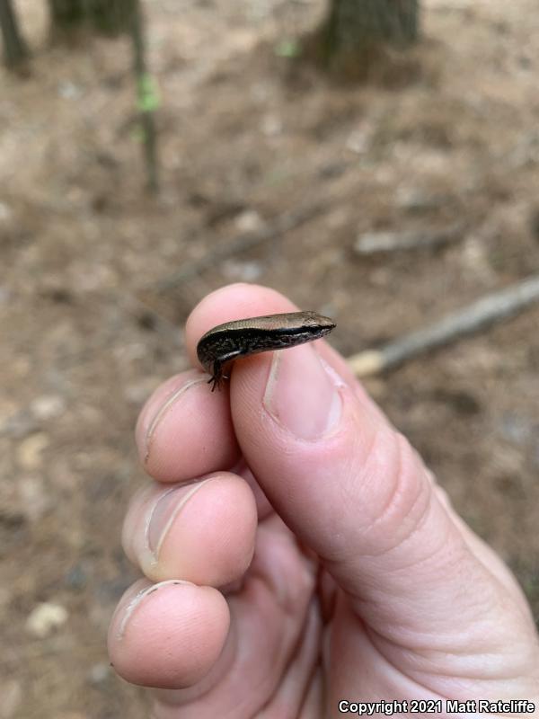 Little Brown Skink (Scincella lateralis)