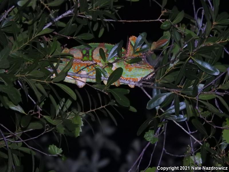 Veiled Chameleon (Chamaeleo calyptratus)