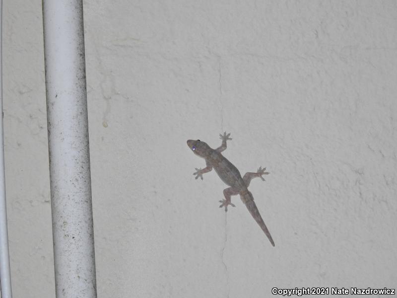 Asian Flat-tailed House Gecko (Hemidactylus platyurus)