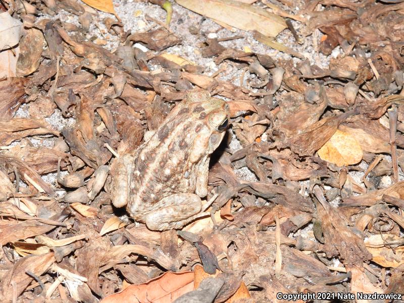 Cane Toad (Rhinella marina)