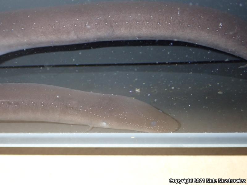 Two-toed Amphiuma (Amphiuma means)