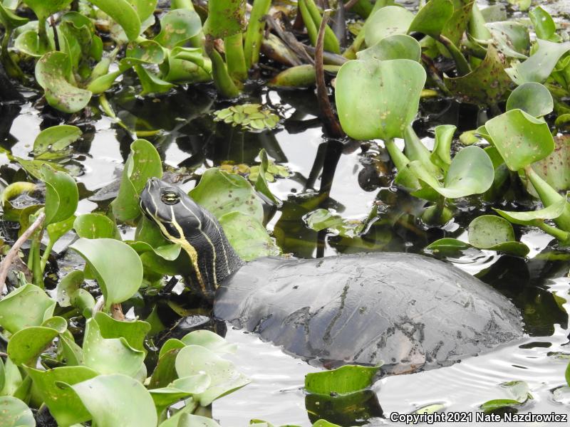 Peninsula Cooter (Pseudemys peninsularis)