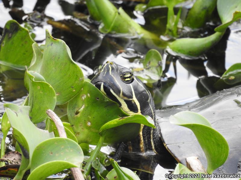 Peninsula Cooter (Pseudemys peninsularis)