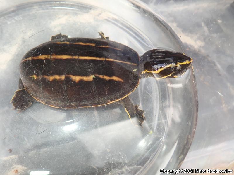 Striped Mud Turtle (Kinosternon baurii)