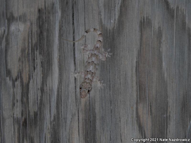 Wood Slave (Hemidactylus mabouia)