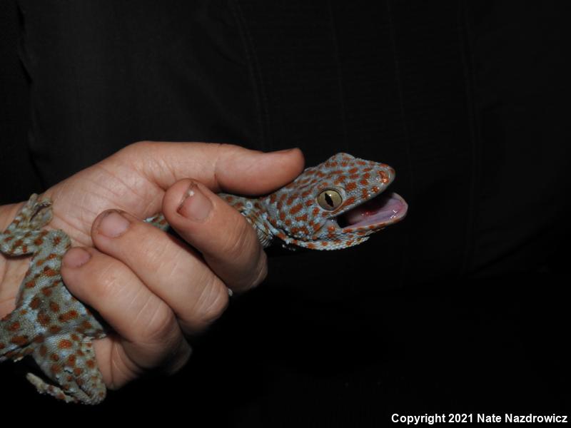 Tokay Gecko (Gekko gecko)