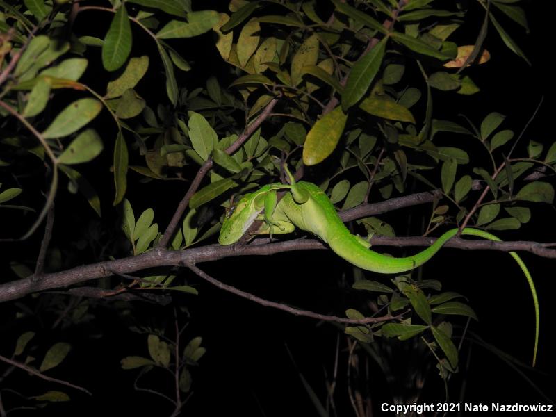 Knight Anole (Anolis equestris)