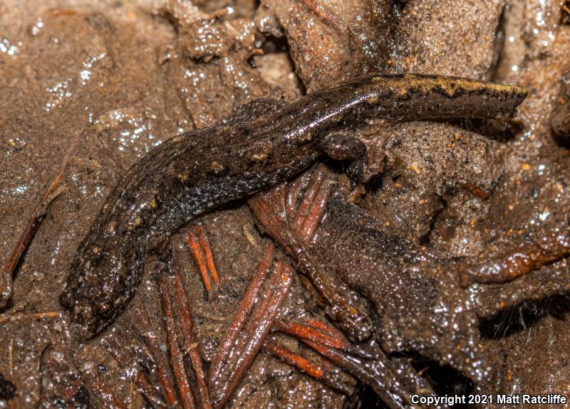 Spotted Dusky Salamander (Desmognathus conanti)