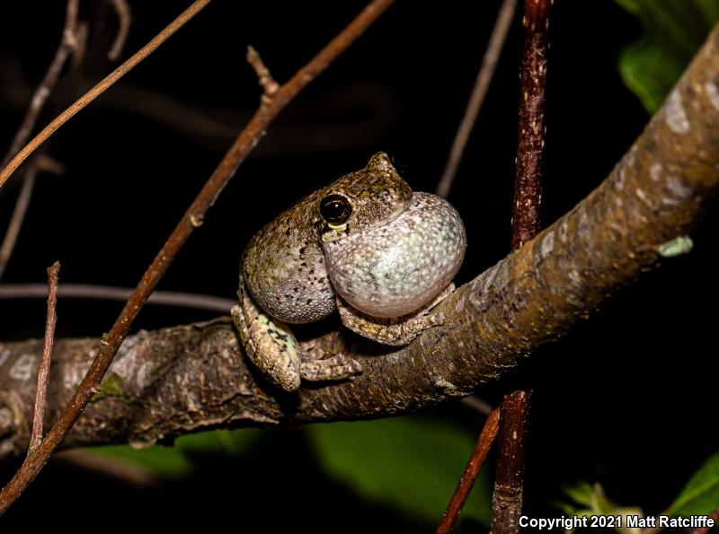 Bird-voiced Treefrog (Hyla avivoca)