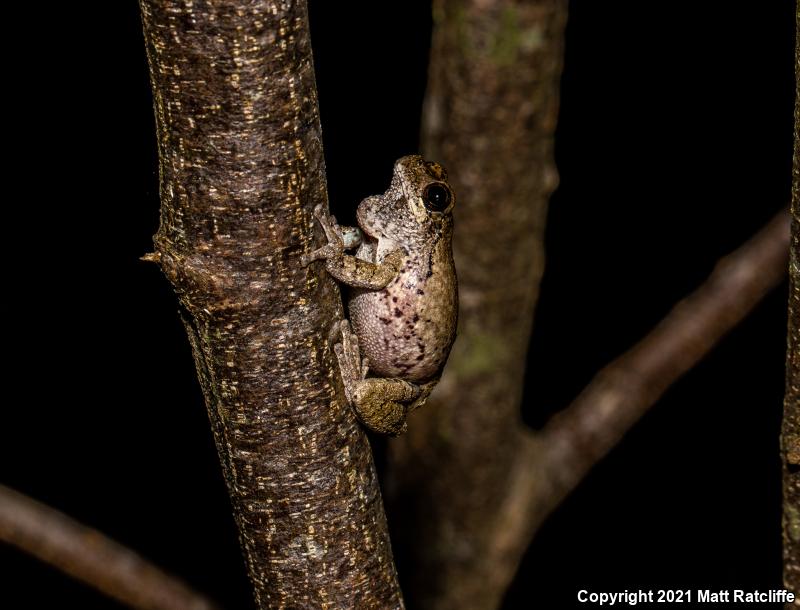 Bird-voiced Treefrog (Hyla avivoca)