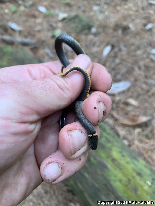 Mississippi Ring-necked Snake (Diadophis punctatus stictogenys)