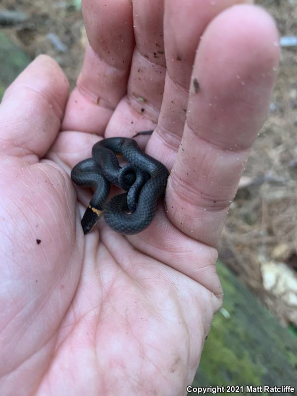 Mississippi Ring-necked Snake (Diadophis punctatus stictogenys)